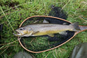 Wild Welsh Trout